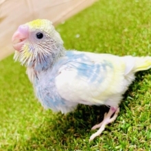 一緒にしゅわしゅわ☁️🍬しゅわしゅわセキセイ🍬　セキセイインコ　パステルレインボーパイド