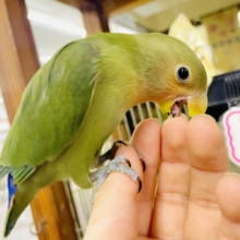 ベタ慣れ🩷愛嬌たっぷりピピちゃん❤️最新画像になりますよ⭐️パタパタコザクラだよ！！　コザクラインコ　ノーマル
