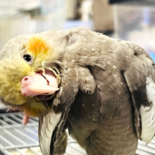 【最新画像更新🪄】くりんくりんのおめめに吸い込まれそう！オカメインコ(ノーマル) ヒナ