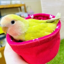 最新画像になりますよ⭐️挨拶がわり💛ショットショットショット🫶キュートコザたん　コザクラインコ　シナモン
