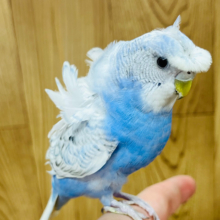 好奇心旺盛✨️人も鳥も大好きさん♡羽衣セキセイインコ(スパングル)