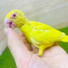 最新画像になりますよ⭐️ピカッ⭐️とみんなを照らす存在💡　マメルリハ　ルチノー