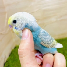 さし餌2回！最新画像になりますよ⭐️🩵💛綺麗なウロコ模様なんてどうかな〜？？🩵💛　セキセイインコ　パステルレインボースパングル