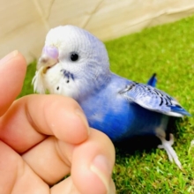 最新画像になりますよ⭐️その鼓動全部誘惑しちゃうよ〜🩵💙　セキセイインコ　オパーリン