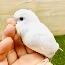 最新画像になりますよ⭐️🤍🤍まっしろシロッピだよ〜🤍🤍　セキセイインコ　ダブルファクター