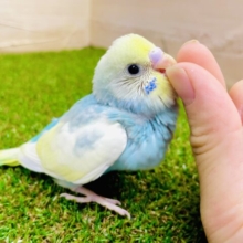 ハート型の宝石をいつかその胸から盗ませて💕😎　セキセイインコ　パステルレインボーパイド