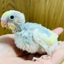 綺麗すぎる羽色にうっとり♡セキセイインコ(パステルレインボーパイド) ヒナ