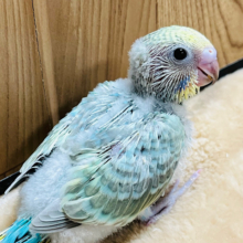 カメラ目線なら任せてね！‪☆セキセイインコ(パステルカラーレインボー) ヒナ