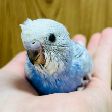 まるっとボディに頭のチャームポイントが可愛すぎ♡セキセイインコ(スパングル) ヒナ