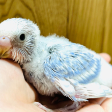 わたわた甘ったれさん♡セキセイインコ(スパングル) ヒナ