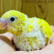 お久しぶり♡ピカピカたまごちゃん🐣セキセイインコ(ダブルファクター) ヒナ