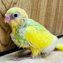 目ヂカラたっぷり♡セキセイインコ(パイド) ヒナ