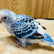 この子に甘えられたらたまりません♡セキセイインコ(オパーリン) ヒナ