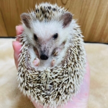 触れ合いOK！抱っこOK！！シナモンハリネズミ(女の子)