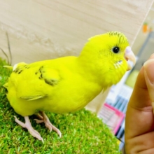 新松戸店⭐️ 🦜〜セキセイインコフェア〜🦜開催中！！