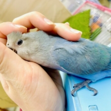 さし餌2回‼️最新画像になりますよ⭐️ふぁぼふぁぼふぁぼ💙コザたん可愛いでしょ💙　コザクラインコ　ブルーチェリー