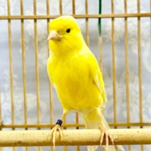 黄色が美しい✨レモンカナリア🍋 .*゜(ユーフク)2023年4月生まれ