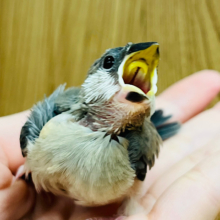 【最新画像更新🪄】大きくなるぞー！！！桜文鳥 ヒナ