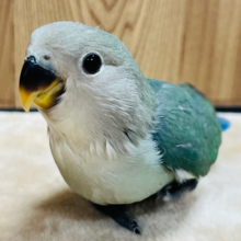 【最新画像更新🪄】今のうちだけのわた毛さん‪☆コザクラインコ(ブルーチェリー) ヒナ