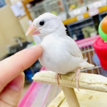 福ちゃん💓最新画像になりますよ⭐️こうきしんオーセー！ぴょんぴょんっ🤍　白文鳥