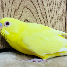 上目遣いがキュート♡メロメロ必至！！セキセイインコ(ルチノー) ヒナ