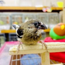 1人餌ホヤホヤ☁️最新画像になりますよ⭐️頭の上は白じゃないのよ〜🎵ちょこんと止まってくれる十姉妹さん❤️ 十姉妹