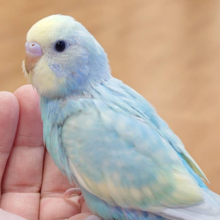 【最新画像更新🪄】しゅわしゅわ🫧クリームソーダ🍭セキセイインコ(パステルカラーレインボー) ヒナ