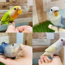 ラブバード❤️💚一人餌で安心です！コザクラインコフェア🎃