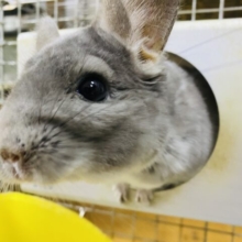 最新画像有り！カキカキ大好きになりました❗️ピーンとした耳が可愛らしい男の子！チンチラのバイオレットカラー！