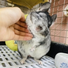 最新画像有り⭐️カキカキ出来るようになりました〜むちむち体型で可愛いチンチラグレーカラー♪