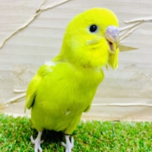 最新画像になりますよ⭐️蝶よ花よと全てに✨背中を押して欲しい⭐️ セキセイインコ　スパングル