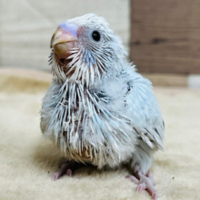 上目遣いがめちゃくちゃ可愛い♡セキセイインコ(スパングル) ヒナ