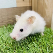 ふわふわ〜の長毛ハムスター❣️寝る事大好きな男の子⭐️