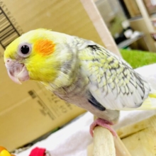 最新画像になりますよ⭐️💗一目惚れしました💗可愛すぎてメロメロ注意❣️ オカメインコ　パール