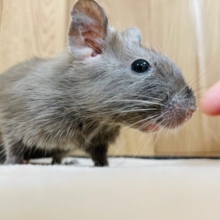 ほろにがビターチョコレート🍫♡デグー(チョコレート) 男の子