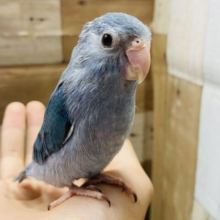 最新画像有り❗️濃いめのブルーが美しい✨マメルリハインコのブルー！