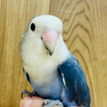 ツンツンツンデレ具合がちょうどいい♡コザクラインコ(ダークバイオレット)女の子