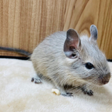 グイグイ系♡人が大好きキュートフェイス♡デグー(ブルー)男の子