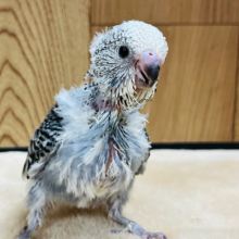 かっこいい顔も可愛い顔も出来ちゃいます♡ジャンボセキセイインコ(オパーリン) ヒナ
