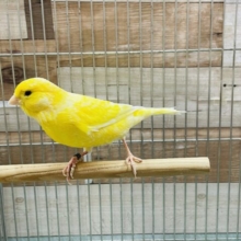 美しい声で鳴いてくれるかな？？レモンカナリアの男の子！