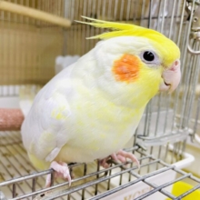 最新画像になりますよ⭐️1人餌⭐️ネガティブはせーのっ⭐️パンチパンチパンチ👊　オカメインコ　ルチノー
