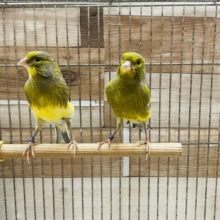 あと一羽☆綺麗に鳴いてくれるか楽しみなラザーズ！！ラザカナリアの男の子！！