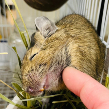 【動画更新🪄】カキカキ大好き♡甘えんボーイ♫デグー(ノーマル)男の子