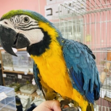 最新画像・動画有り☆世界最大級のインコで甘えん坊さん☆ルリコンゴウインコ！！