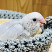 マイナスイオン発生中🫧セキセイインコ(ライラック) ヒナ