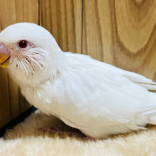 その眼差しにイチコロ♡セキセイインコ(アルビノ) ヒナ