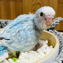 デカ目きゅーとフェイス♡セキセイインコ(スパングル) ヒナ