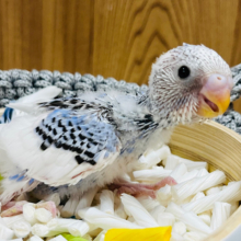 元気もりもり！活発さん！！セキセイインコ(パイド) ヒナ