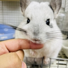 可愛いナデナデ動画撮れました❤カキカキ大好きなもふもふ可愛いコ！チンチラのパイド！