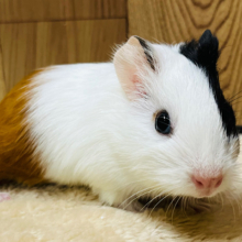 左右で印象が変わっちゃう！？イングリッシュモルモット(女の子)